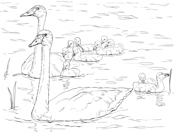 Trumpeter Swans Family coloring page image