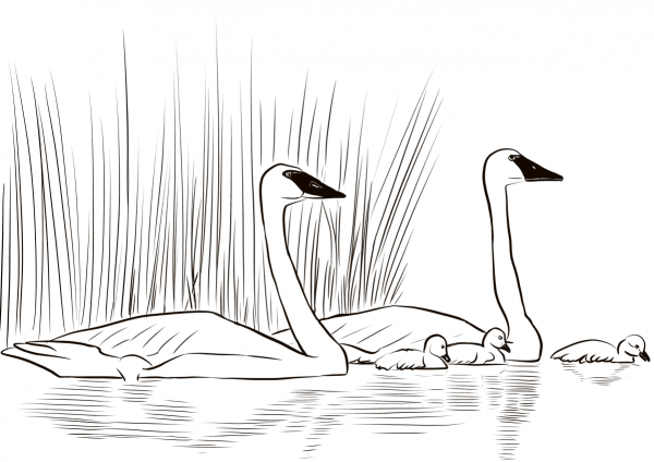 Trumpeter Swans with Newly Hatched Cygnets coloring page image