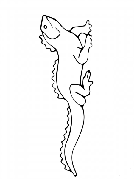 Tuatara coloring page image