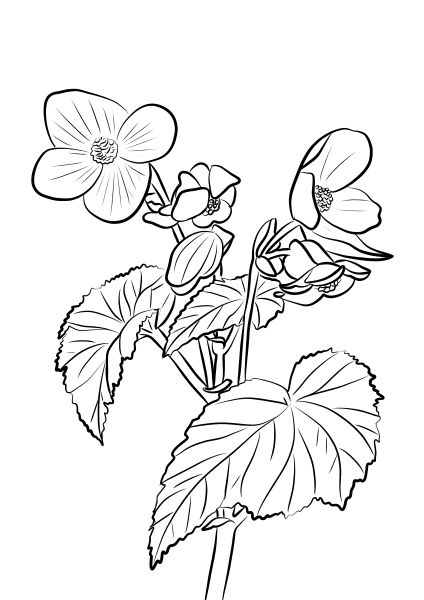 Tuberous Begonia coloring page image