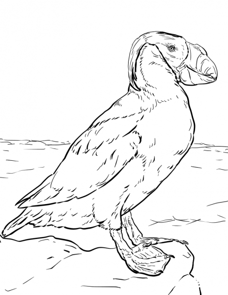 Tufted Puffin coloring page image