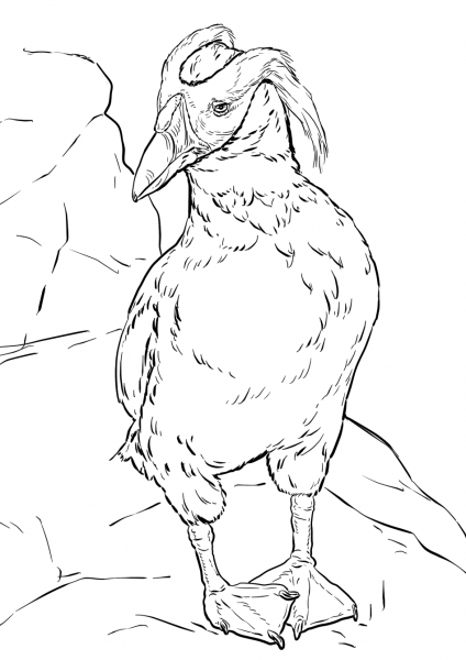 Tufted Puffin coloring page image