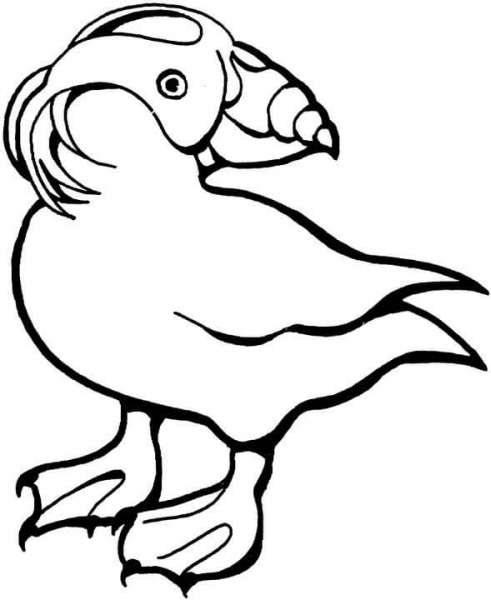 Tufted Puffin Turns Around  coloring page image