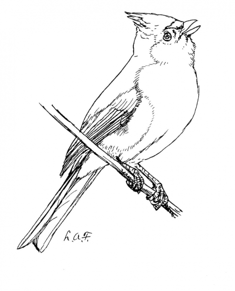 Tufted Titmouse coloring page image