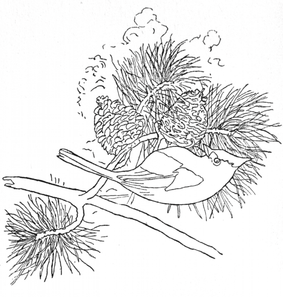 Tufted Titmouse coloring page image