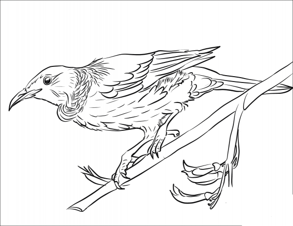 Tui coloring page image