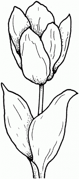 Tulip coloring page image