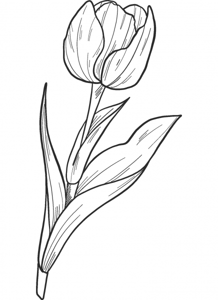 Tulip coloring page image