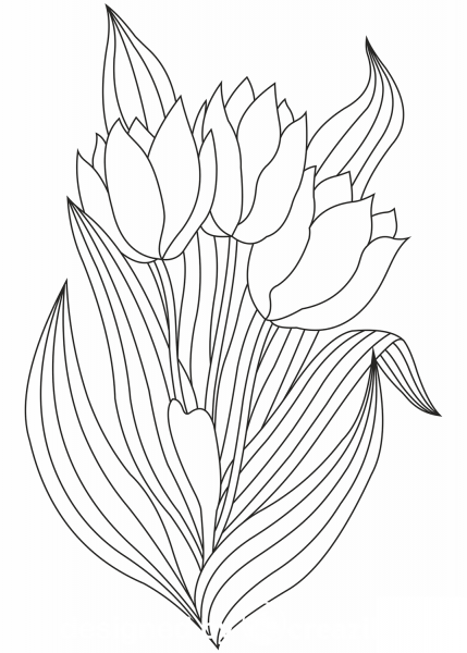 Tulip coloring page image