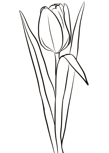 Tulip coloring page image