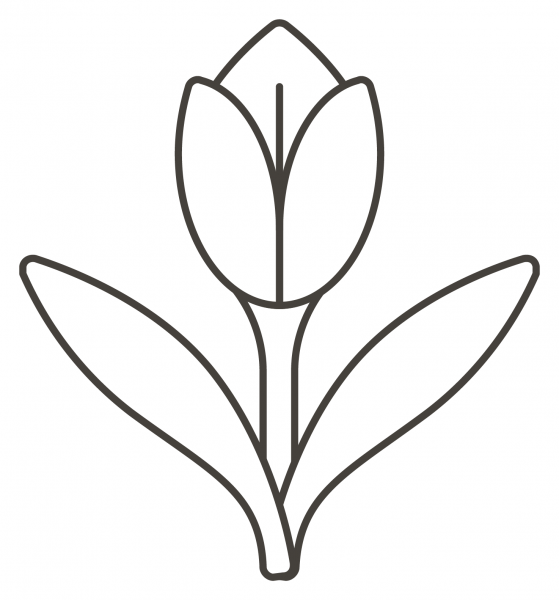 Tulip coloring page image