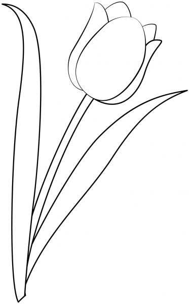 Tulip coloring page image