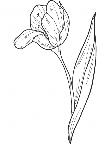 Tulip coloring page image