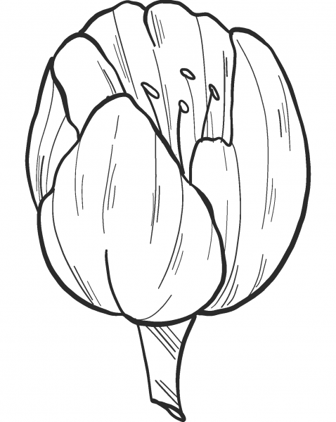 Tulip coloring page image