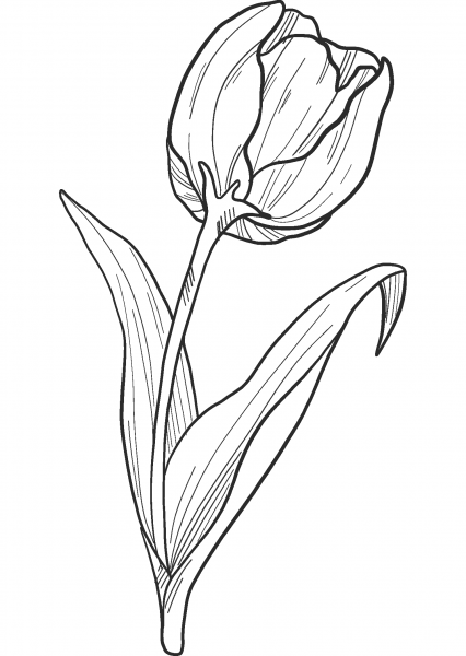 Tulip coloring page image