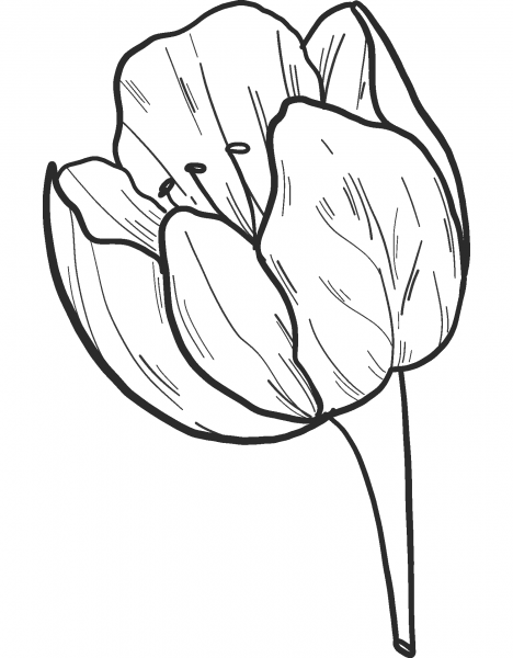 Tulip coloring page image