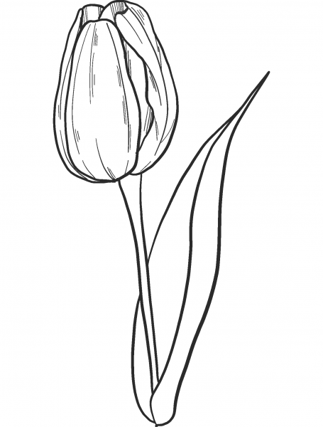 Tulip coloring page image