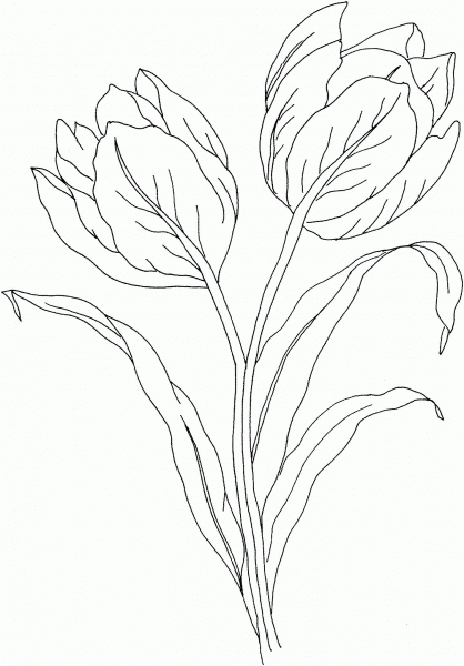 Tulip Flower coloring page image