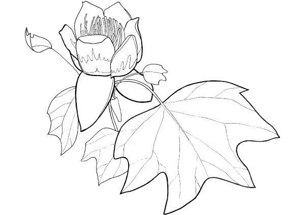 Tulip Poplar Flower and Leaf coloring page image