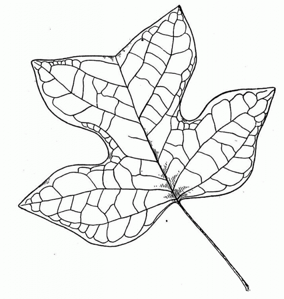 Tulip Tree Leaf coloring page image