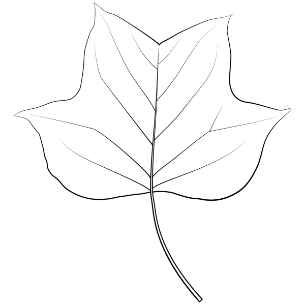 Tulip Tree Leaf coloring page image