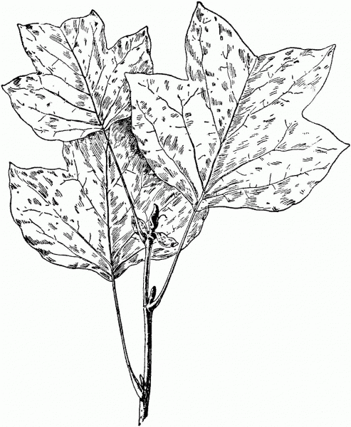 Tulip Tree Leaves coloring page image