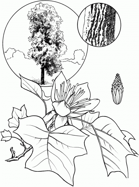 Tulip Tree or Tulip Poplar coloring page image
