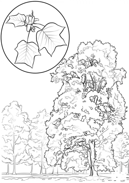 Tulip Tree Or Yellow Poplar coloring page image