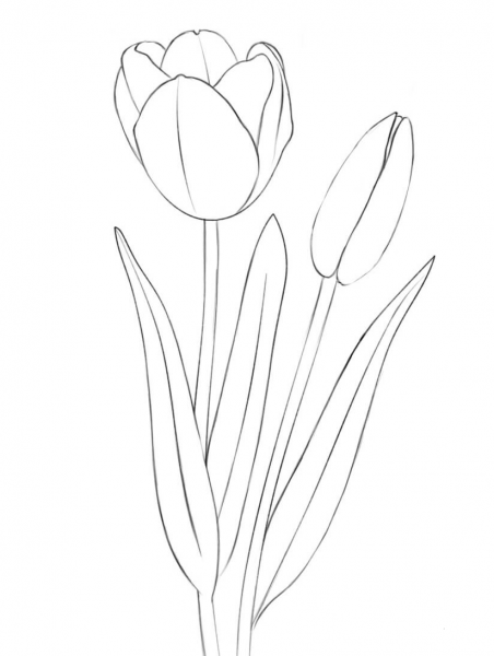 Tulips coloring page image