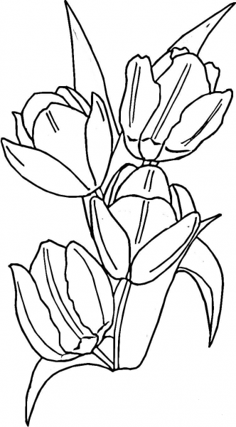 Tulips  coloring page image