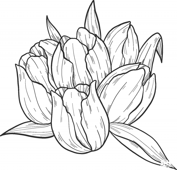 Tulips coloring page image