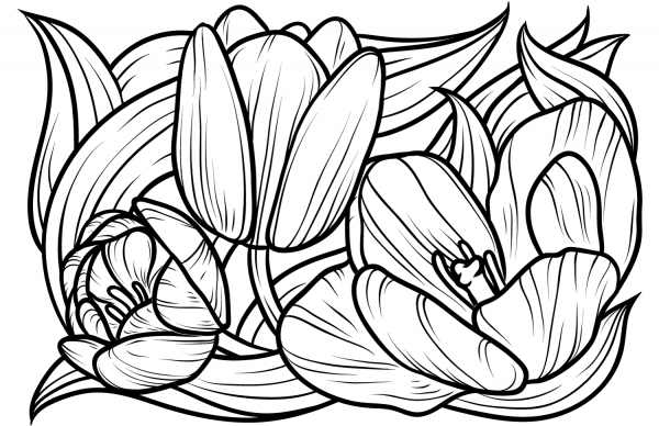 Tulips coloring page image