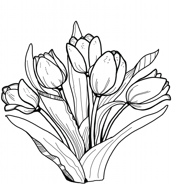 Tulips coloring page image