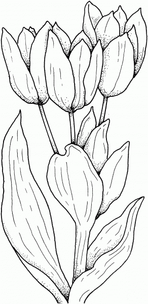 Tulips Flower coloring page image