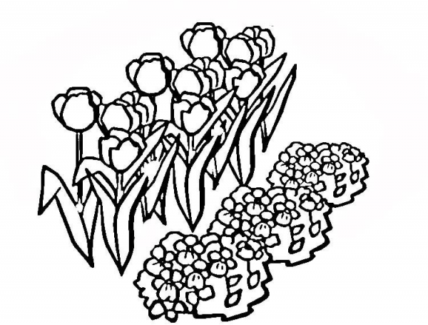 Tulips from Netherlands coloring page image