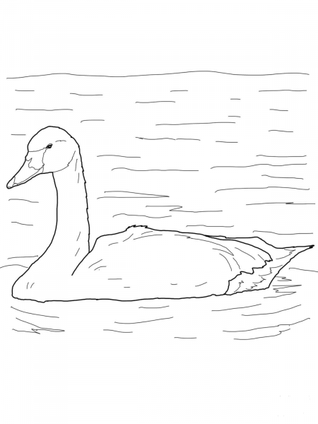 Tundra Swan Arctic Bird coloring page image