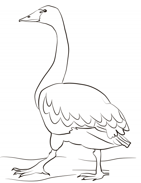Tundra Swan  coloring page image