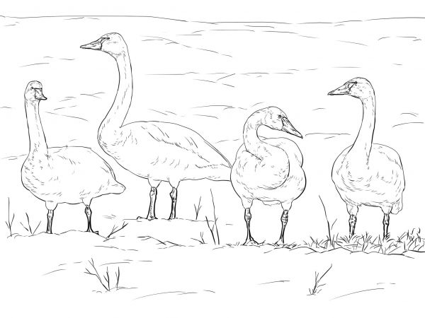 Tundra Swans coloring page image