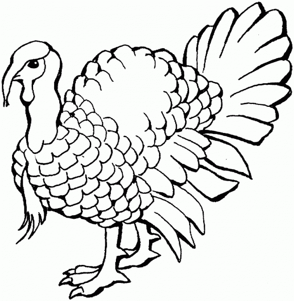 Turkey coloring page image