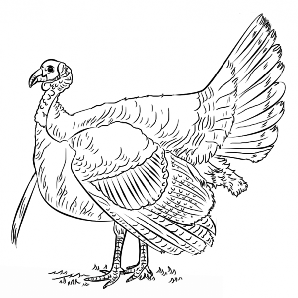 Turkey coloring page image