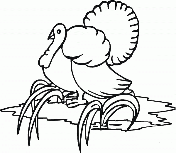 Turkey Goes to the River coloring page image