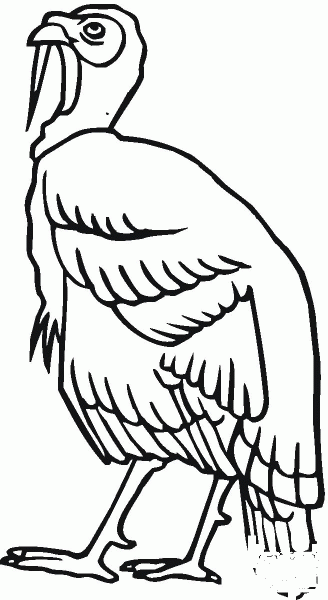 Turkey Hen coloring page image