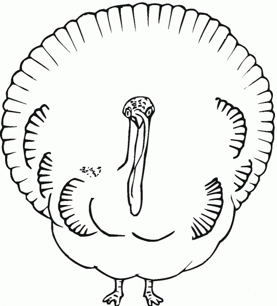 Turkey Looks Like Peacock coloring page image