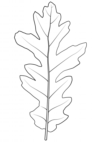 Turkey Oak Leaf coloring page image