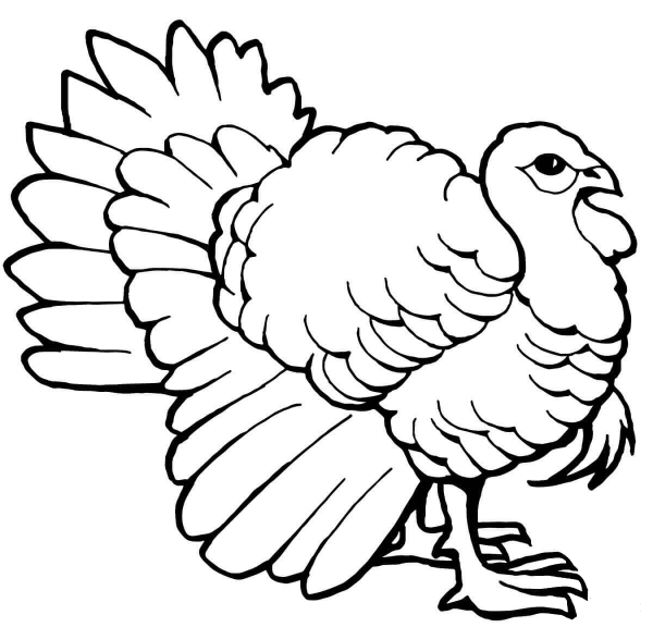 Turkey Tom coloring page image