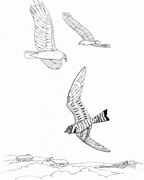 Turkey Vultures  coloring page image