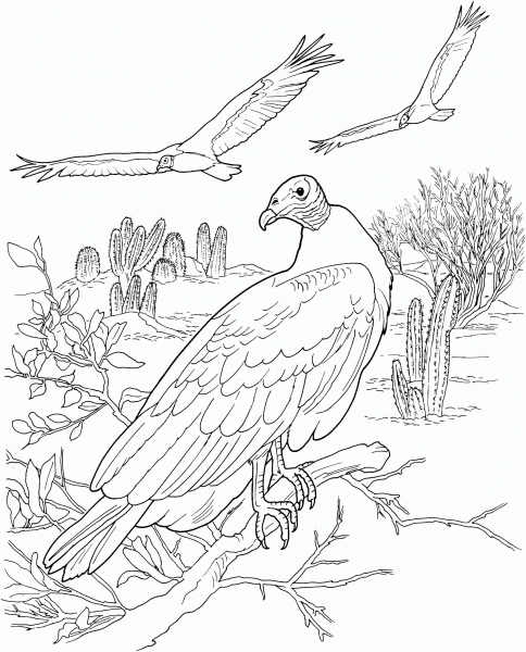 Turkey Vultures in a Desert coloring page image