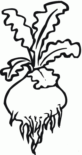 Turnip coloring page image