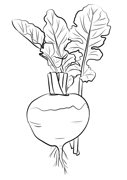 Turnip coloring page image