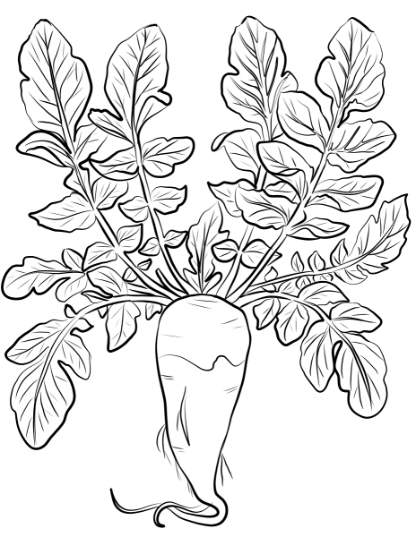 Turnip coloring page image